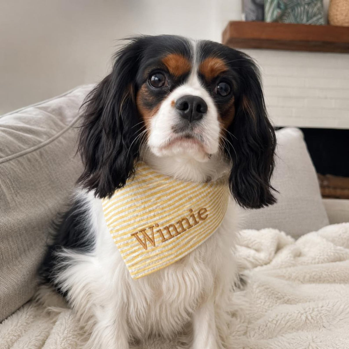 Custom Dog Bandana Embroidered | Personalized Pet Bandana with Name | Seersucker Striped Dog Scarf | Custom Puppy Gift | Cat Bandana Tie On